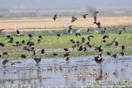 পাখির কলরবে মুখর গরফা ও খাউড়ার বিল