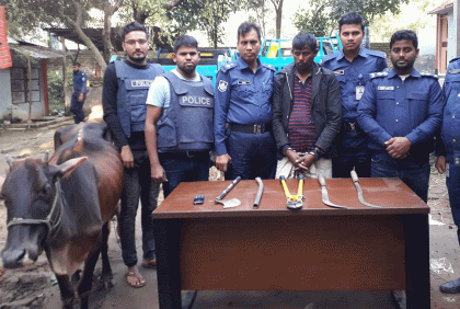 পুলিশ ও গরুচোর রাতভর লুকোচুরি, আটক ১