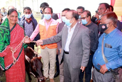 দারিদ্র্য বিমোচনে গরু বিতরণ