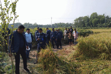 রায়পুরায় ধান ক্ষেত থেকে গৃহবধূর লাশ উদ্ধার