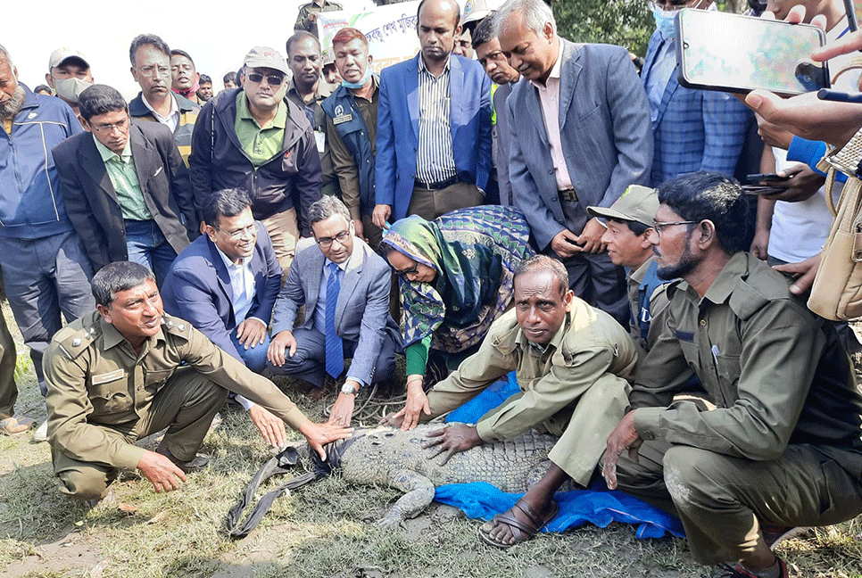 সুন্দরবনে অবমুক্ত করা হলো ১০০ কুমির  