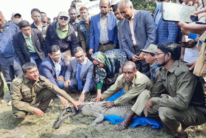 সুন্দরবনে অবমুক্ত করা হলো ১০০ কুমির  