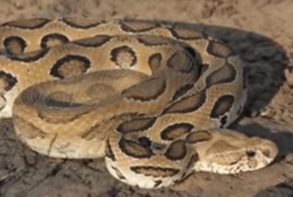 ঝিনাইদহের মহেশপুরে রাসেল ভাইপার উদ্ধার