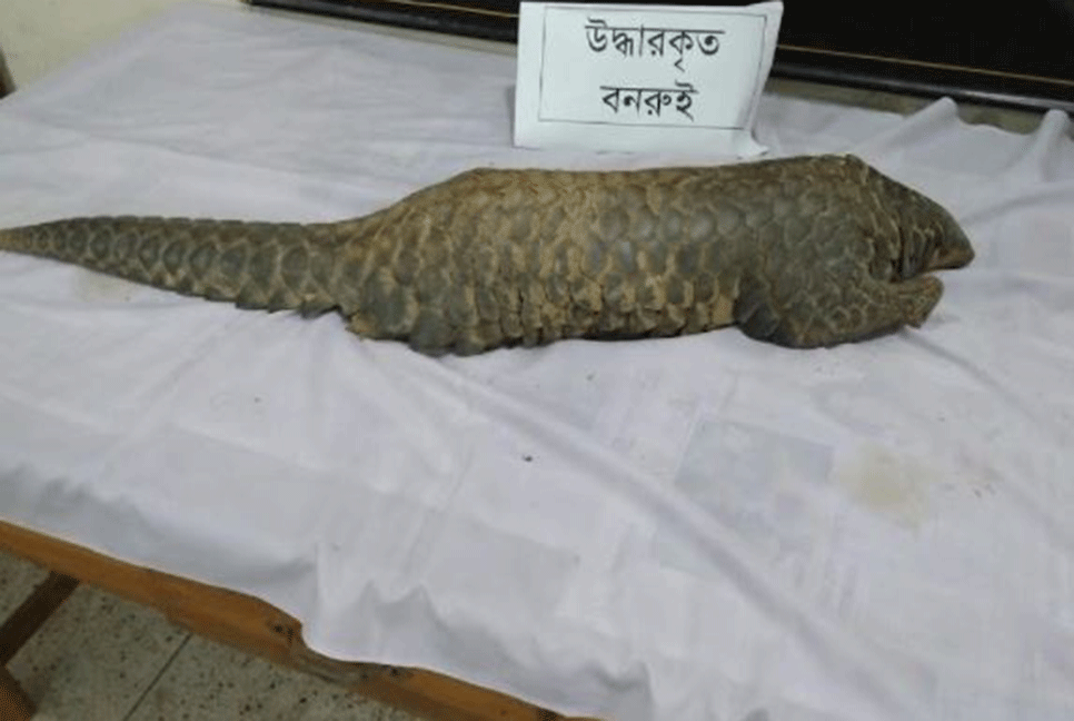 শেরপুরে বনরুই উদ্ধার