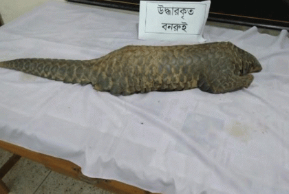 শেরপুরে বনরুই উদ্ধার