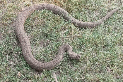 গড়াই নদীর পাড়ে রাসেল ভাইপার সাপ উদ্ধার 