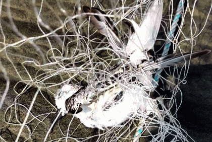 জেলেদের জালে আটকে মারা পড়ছে অতিথি পাখি