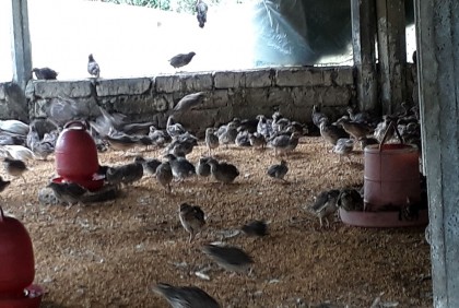 কোয়েল পাখির খামারে  
সংসারে স্বচ্ছলতা