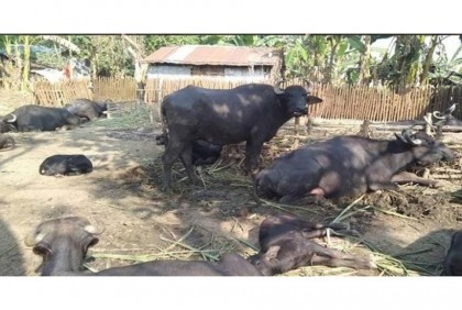 নাটোরে দিন দিন বাড়ছে মহিষের খামার