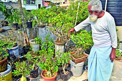 অন্যরকম বনসাই বাগান