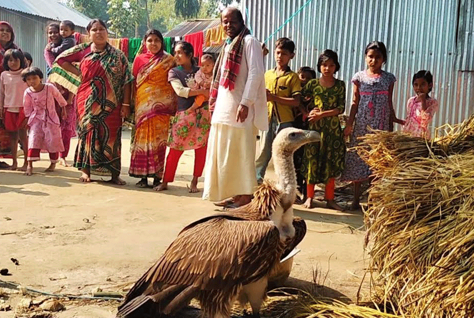 ফুলবাড়ীতে বিপন্ন প্রজাতির শকুন উদ্ধার