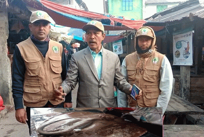 দুই মণ ওজনের শাপলাপাতা মাছ জব্দ