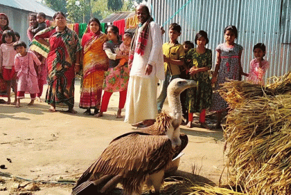 ফুলবাড়ীতে বিপন্ন প্রজাতির শকুন উদ্ধার