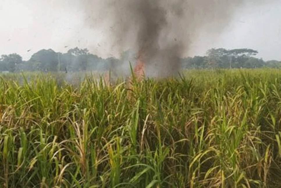লালপুরে আগুনে পুড়লো জমির আখ