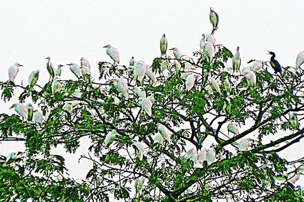 অতিথি পাখির কলকাকলি
