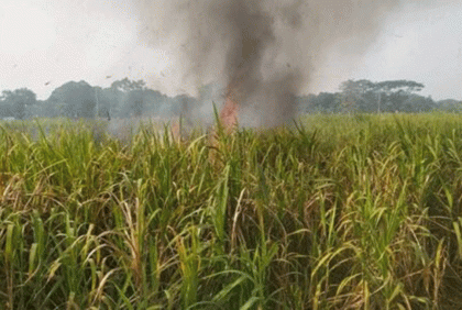 লালপুরে আগুনে পুড়লো জমির আখ