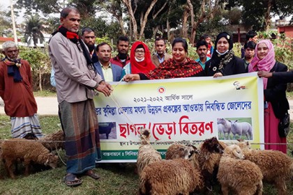 আখাউড়ায় ৪৪ জেলে পরিবারকে ভেড়া প্রদান