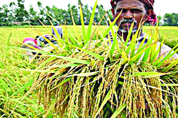 ধানের পূর্ণাঙ্গ জিন রহস্য উন্মোচন