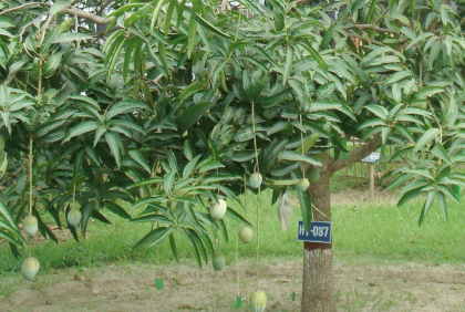 আমের নতুন জাত ‌বারি-১৮ উদ্ভাবন