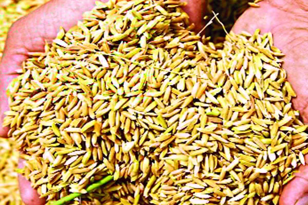 ডিজিটাল পদ্ধতিতে ধান কেনায় বেহাল দশা