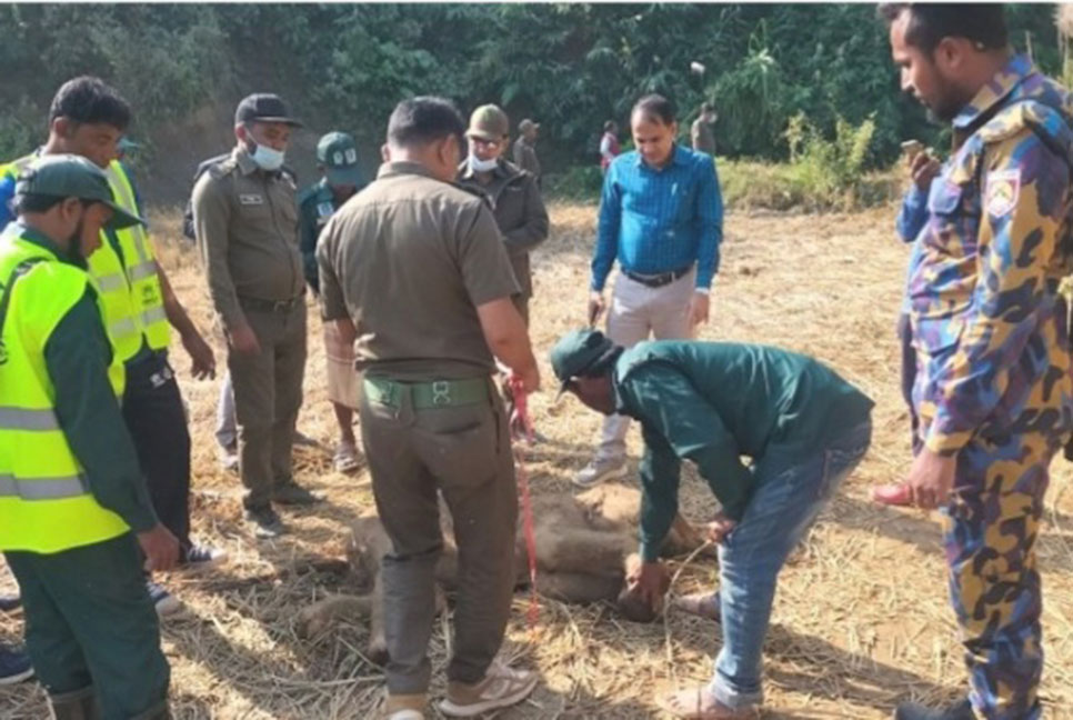 টেকনাফে পাহাড়ি ছড়ায় হাতির মৃত শাবক উদ্ধার