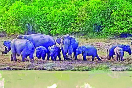 বন্যহাতির দখলে কক্সবাজারের ডুলাহাজারা পার্ক 