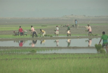দুশ্চিন্তা মাথায় নিয়েই হাওরাঞ্চলে বোরো আবাদ 