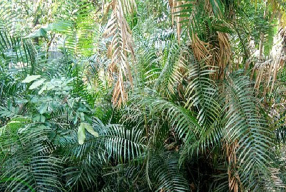 দিনদিন হারিয়ে যাচ্ছে নাটোরের বেত বন