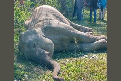 শেরপুরে বন্য হাতি হত্যা, বনবিভাগের মামলায় কারাগারে ২ ব্যক্তি