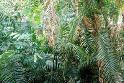 দিনদিন হারিয়ে যাচ্ছে নাটোরের বেত বন