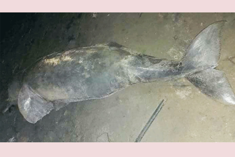 তুরাগ নদে ভেসে উঠল মৃত ডলফিন!