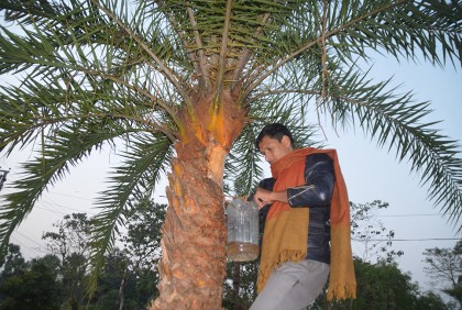 গ্রামজুড়ে খেজুর রসের উৎসব