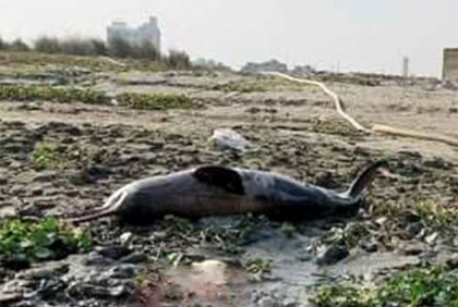 আবারও তুরাগে মৃত ডলফিন