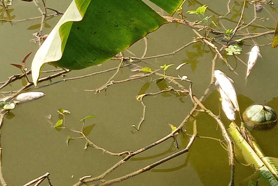 মাছের সাথে শত্রুতা! 