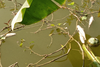 মাছের সাথে শত্রুতা! 