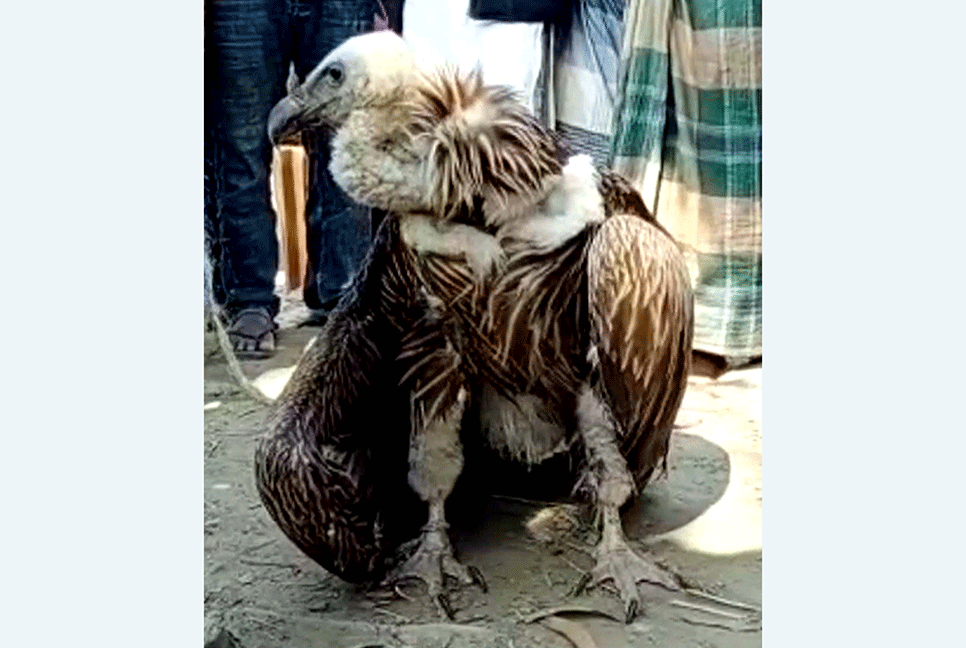 বিরল প্রজাতির শকুন উদ্ধার 