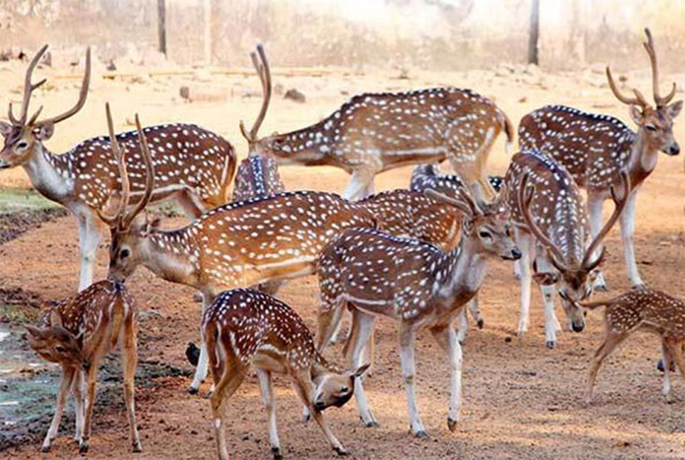 হরিণ বিক্রি করে কোটি টাকার বেশি আয় ঢাকা চিড়িয়াখানার