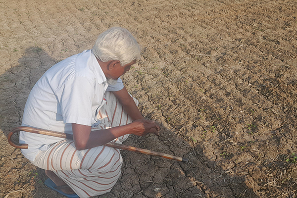 মুক্তিযোদ্ধার জমির পেঁয়াজের চারা ওষুধ দিয়ে নষ্ট করার অভিযোগ