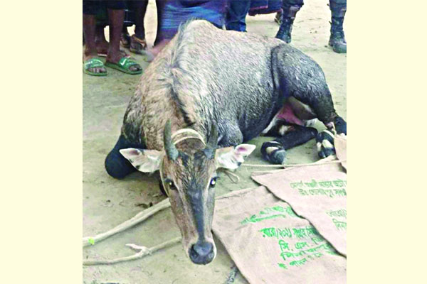ঠাকুরগাঁওয়ে বিরল প্রজাতির নীল গাই উদ্ধার