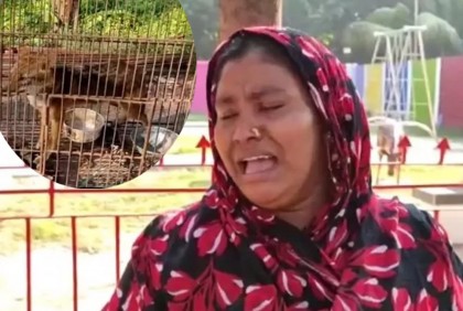শিয়াল নিয়ে তুলকালাম, কান্নায় ভেঙে ইউএনও অফিসে ছুটে গেলেন গৃহবধূ

