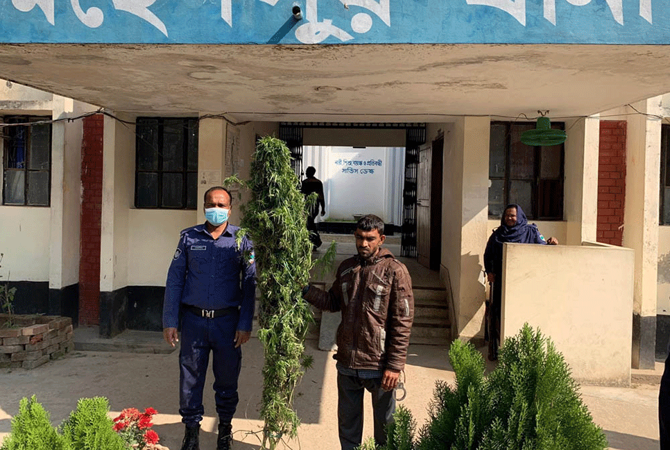 মহেশপুরে গাঁজা গাছসহ মাদক ব্যবসায়ী আটক