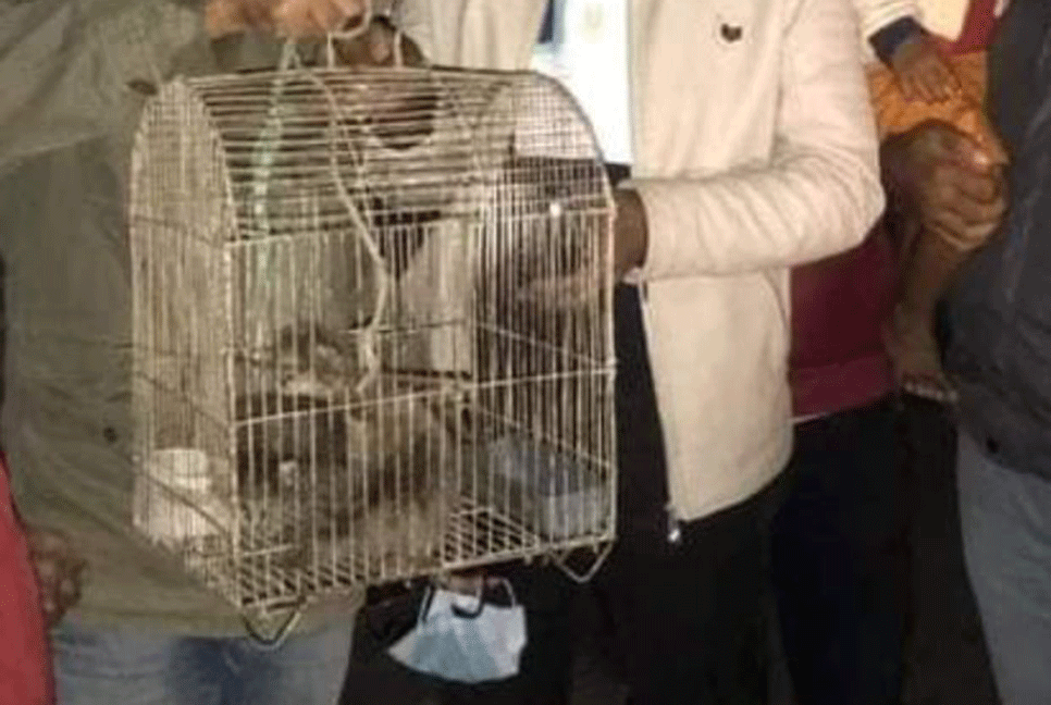 বনবিড়ালের ৫ ছানা উদ্ধার