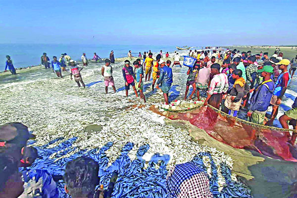 শাহপরীর দ্বীপে জেলের জালে ৩০০ মণ মাছ ৬ লাখ টাকায় বিক্রি