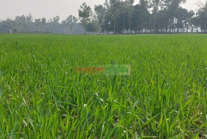 পঞ্চগড়ে কমছে বোরোর আবাদ, বেড়েছে গমের চাষ