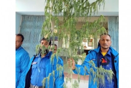 পঞ্চগড়ে গাঁজা গাছ উদ্ধার