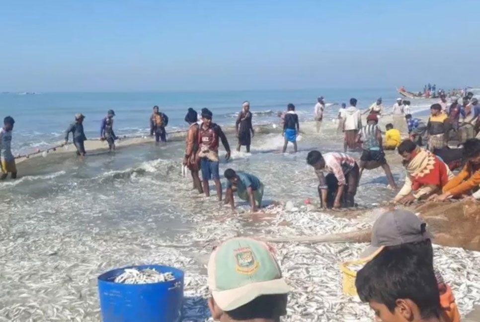 টেকনাফে কেন জেলেদের জালে ধরা পড়ছে অবিশ্বাস্য পরিমাণ মাছ?