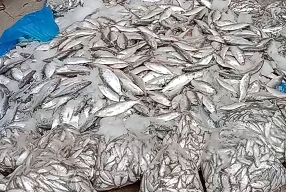 কলাপাড়ায় ১০ মন জাটকা ইলিশ জব্দ