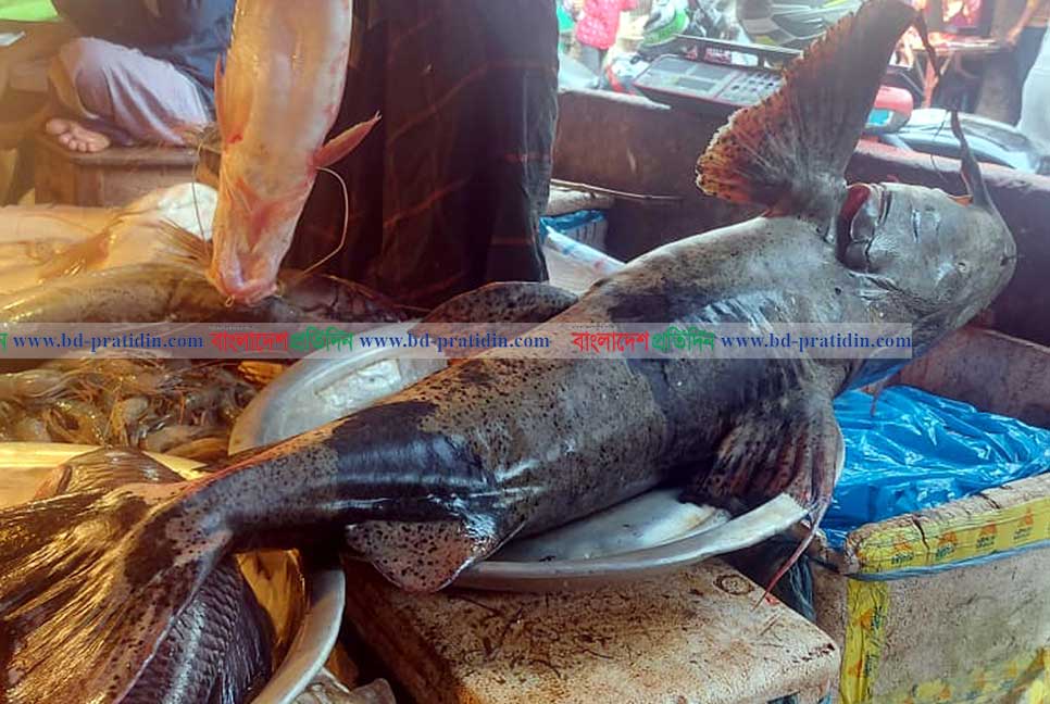সুরমায় ধরা পড়লো ১২০ কেজির বাঘাইড় মাছ