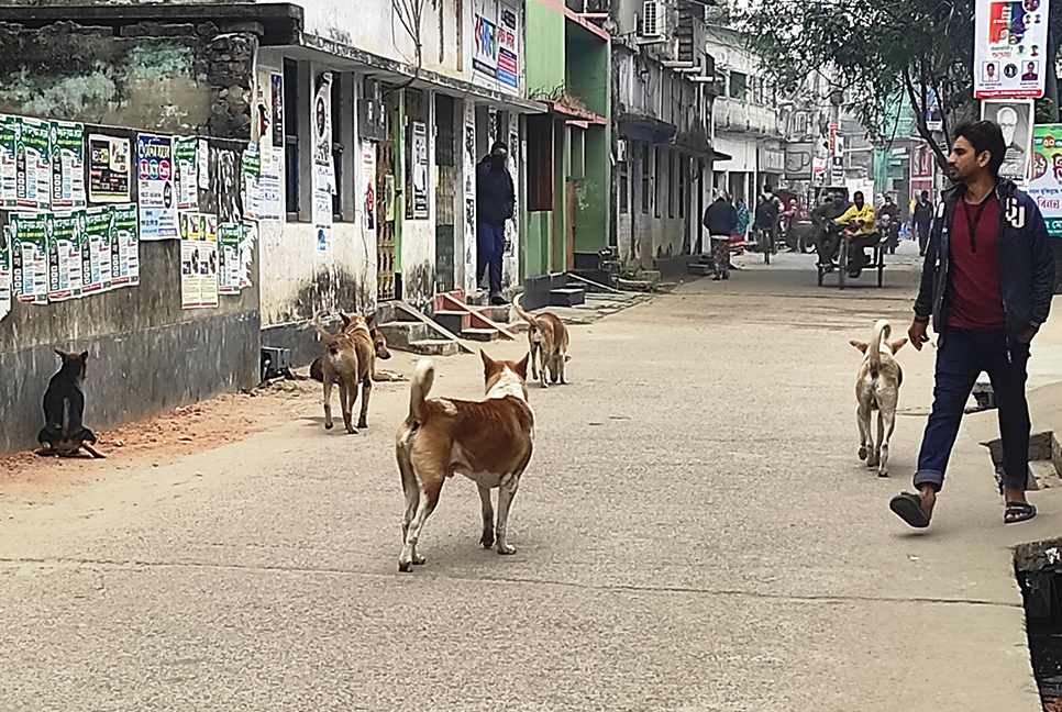 চাঁপাইনবাবগঞ্জে বেওয়ারিশ কুকুরের উৎপাতে অতিষ্ঠ পৌরবাসী