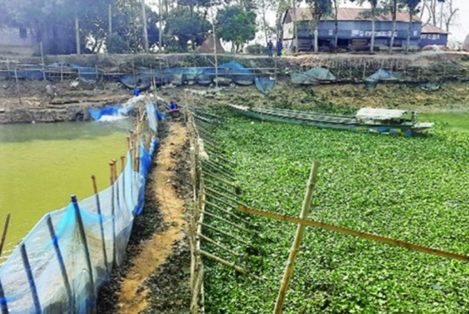 সিংড়ায় নদীতে বাঁধ দিয়ে মাছ শিকার